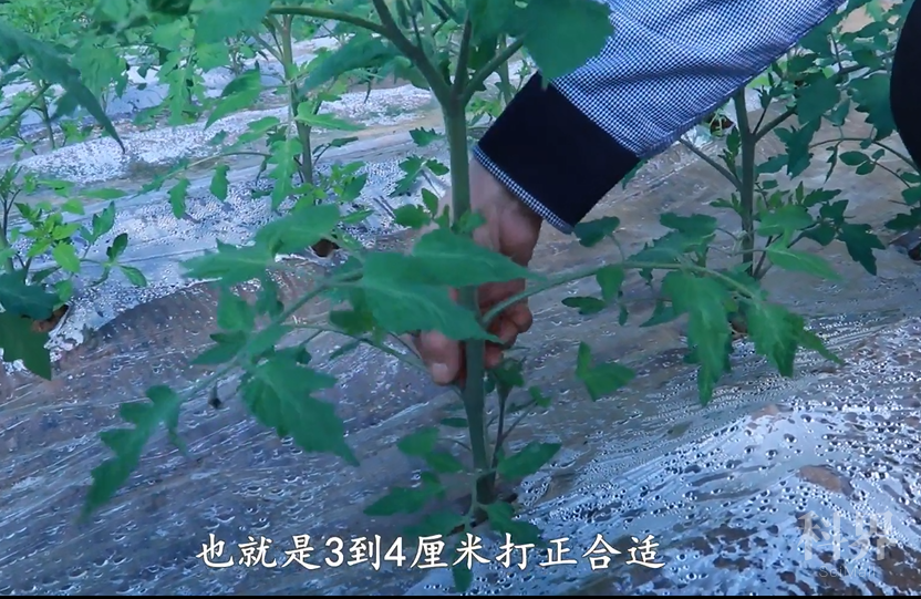 西紅柿種植管理技術,整枝打叉,搭架吊蔓,澆水都在這裡了