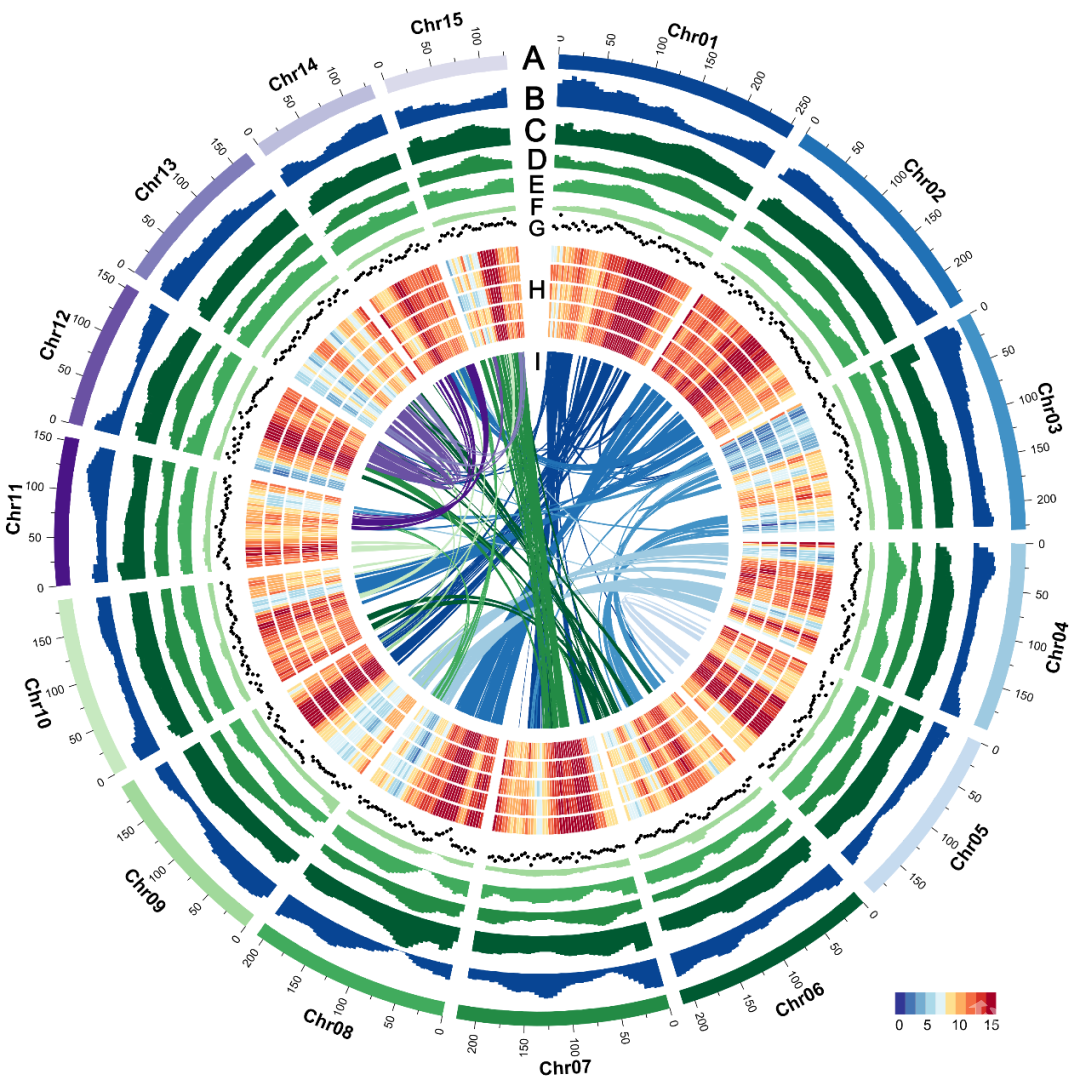 华南农业大学高立志团队成功绘制小叶茶染色体级别基因组图谱