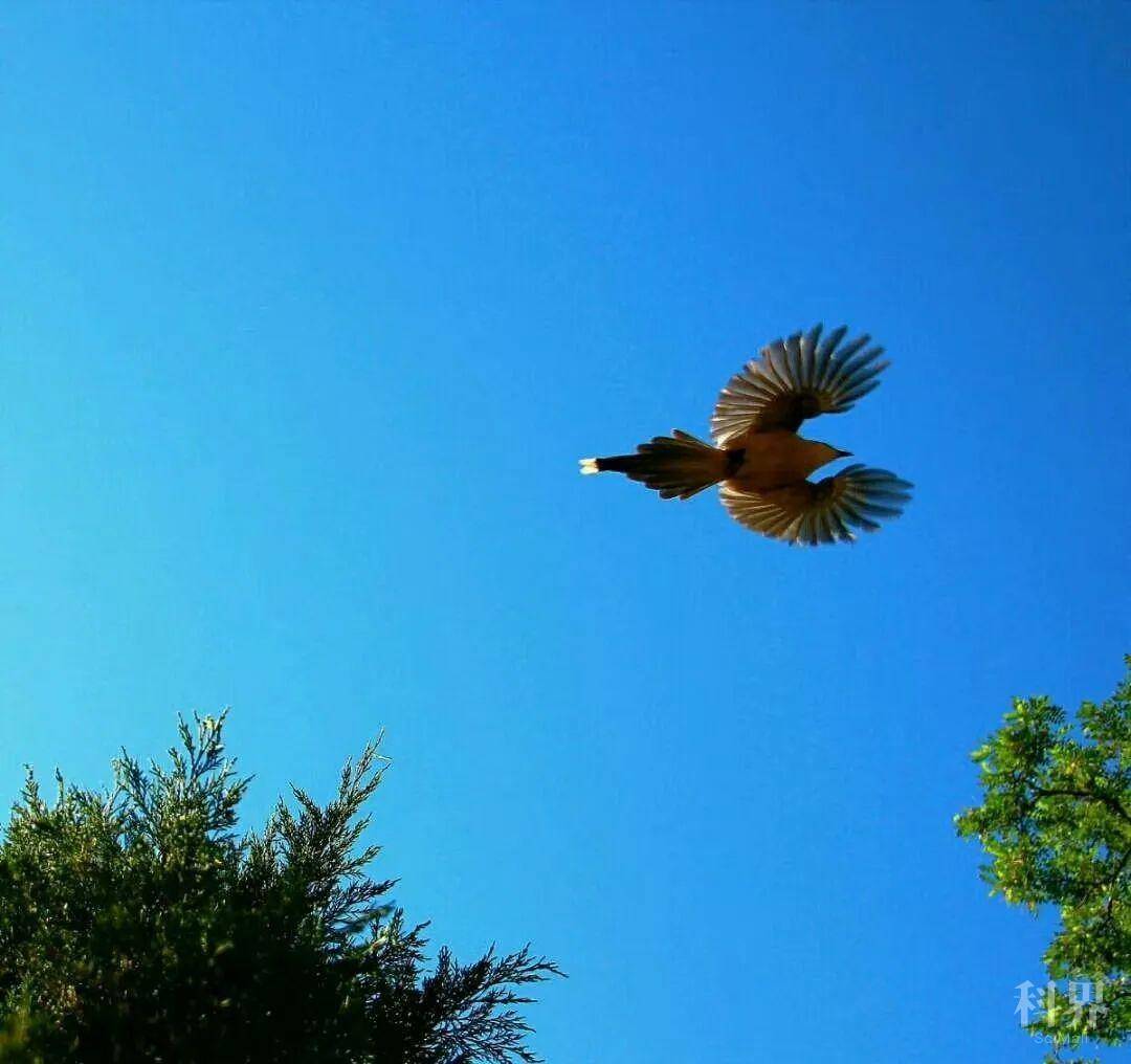 【视觉辽大】鸟鸣啁啾,春日短,思念长