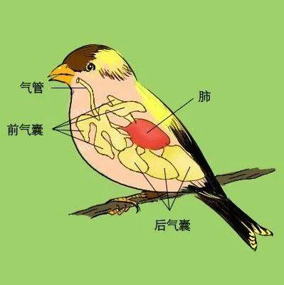 【科普】鸟类飞行的奥秘 2020-05-08