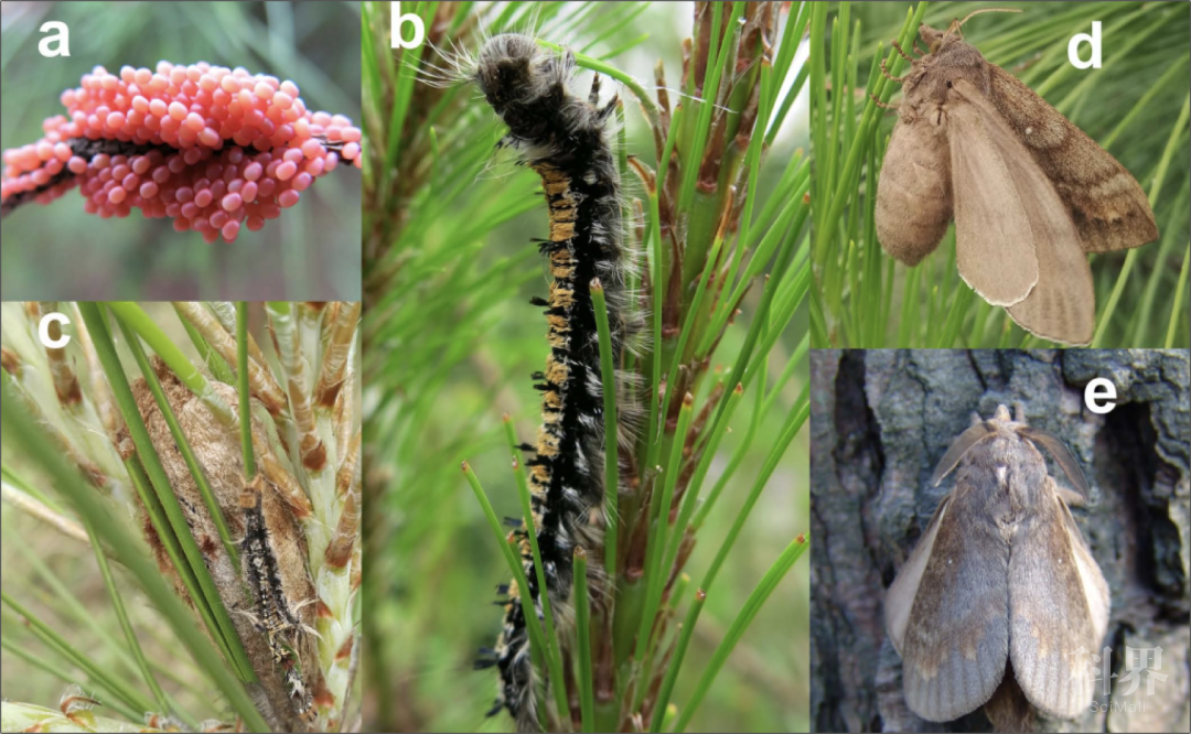 马尾松毛虫首个枯叶蛾科昆虫染色体水平基因组