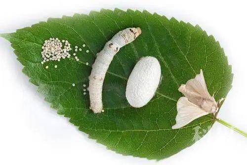 从蚕到丝绸,会经历些什么?