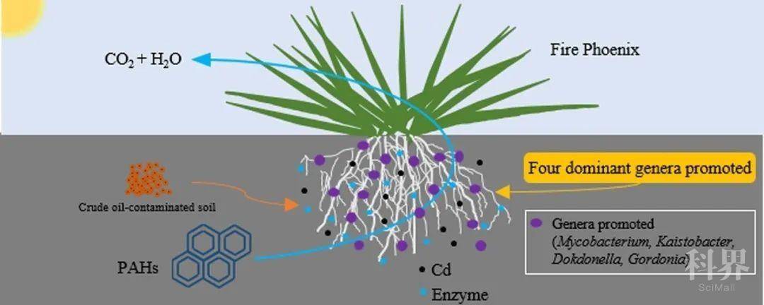 沈阳生态所揭示植物修复多环芳烃重金属复合污染土壤的根际作用机制