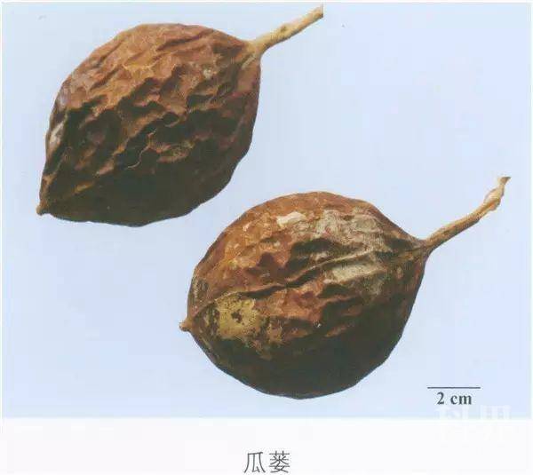 每日一味中药-瓜蒌 学术资讯 - 科技工作者之家