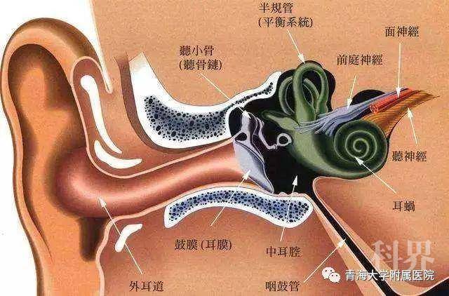 耳朵积液穿刺手术图解图片