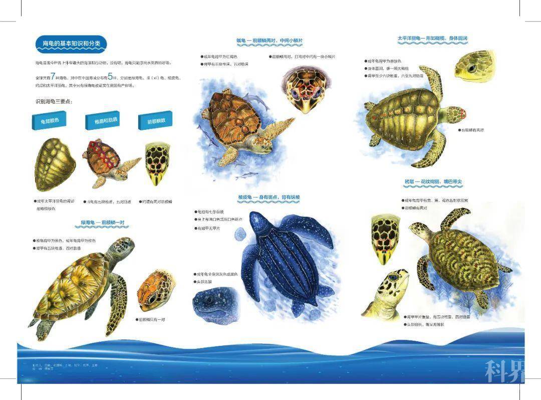 第二十一个世界海龟日,保护海龟,你我同行!