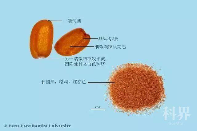 丁力子,丁药,葶苈,北葶苈,南葶苈,甜葶苈,苦葶苈,炒葶苈,狗芥,蕇蒿