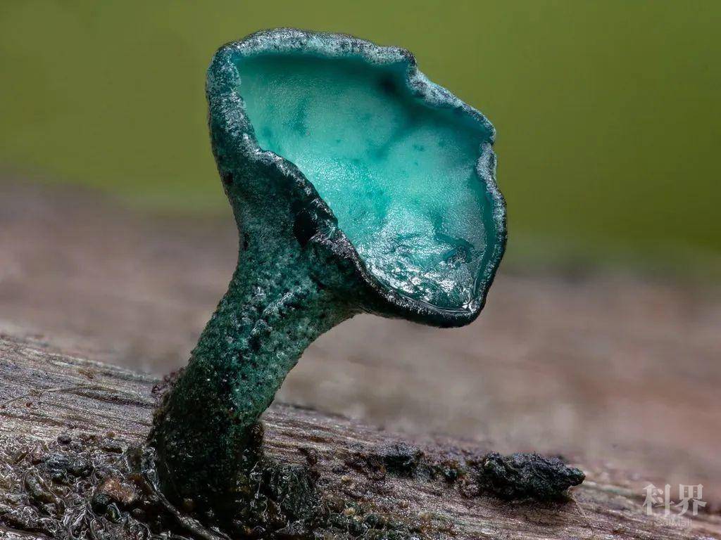 微观尺度下的最美"绿光"——小孢绿杯盘菌