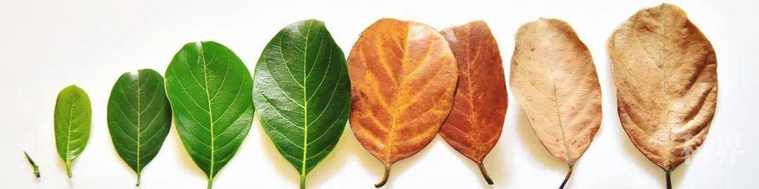 中科院分子植物卓越中心蔡伟明研究组揭示叶片衰老和花器脱落的调控新