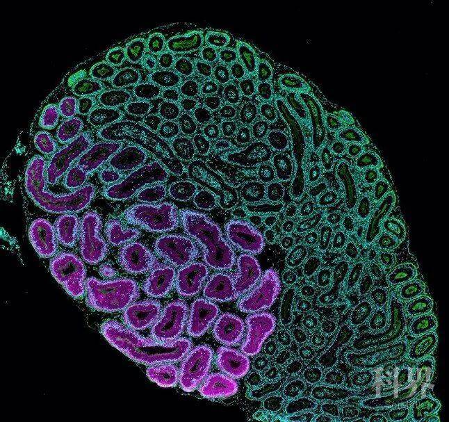 科学家找到精子的成熟"开关"细胞生物学
