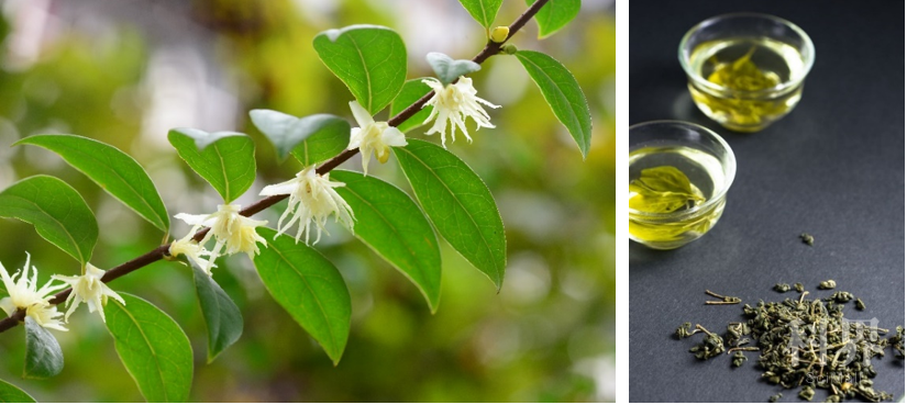 plantjournal浙江丽水市农林科学研究院破译柳叶蜡梅基因组