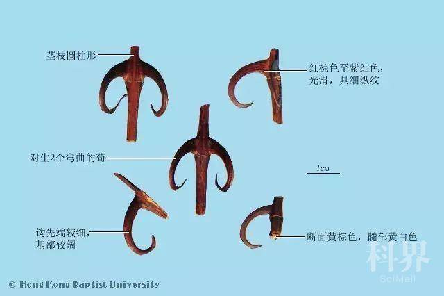 吊仝勾,勾勾,純勾,單勾,雙勾,雙丁,雙鉤,吊藤,釣仝,嫩鉤鉤,倒掛金鉤