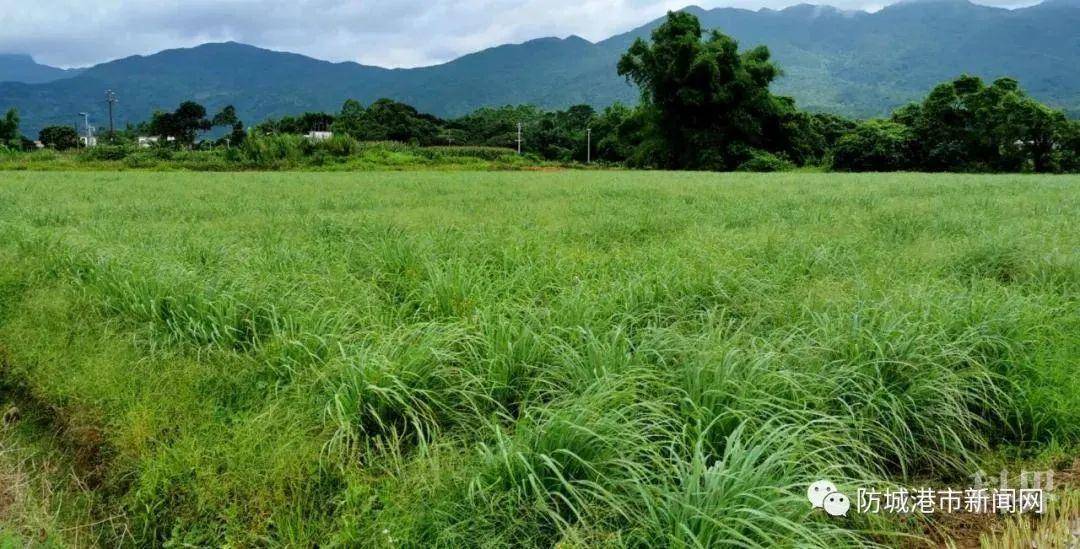 【科技工作者风采】用行动助力脱贫 用科技促进增收——访防城香茅