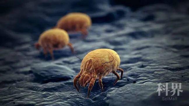 science子刊为何尘螨会引发过敏和哮喘可能是我们体内缺少这种免疫