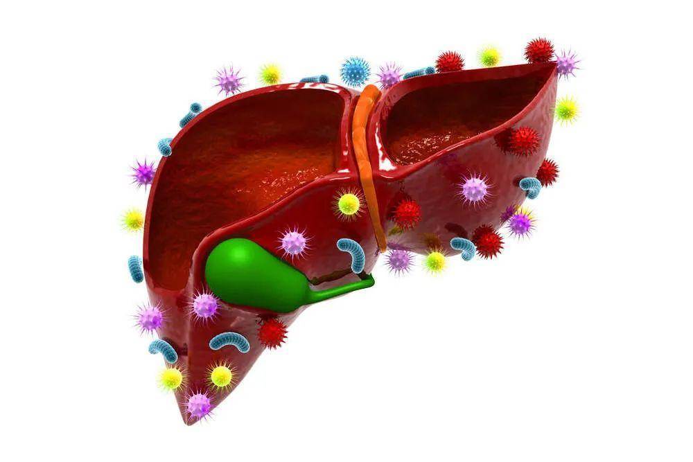 "肠-肝轴"领域重磅速递!