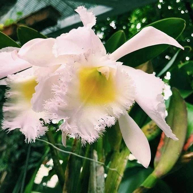 互叶白千层相关资讯 - 科技工作者之家