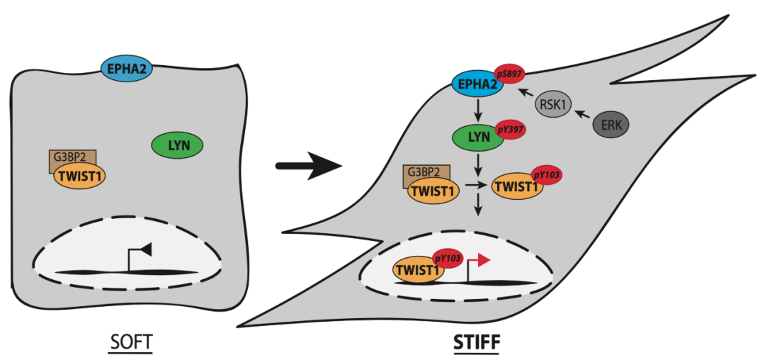 杨靖团队揭示胞外基质硬度介导肿瘤emt发生的关键机制
