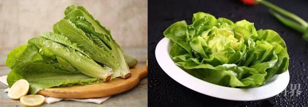 油麦菜居然是一种生菜?而且它们都是莴苣!