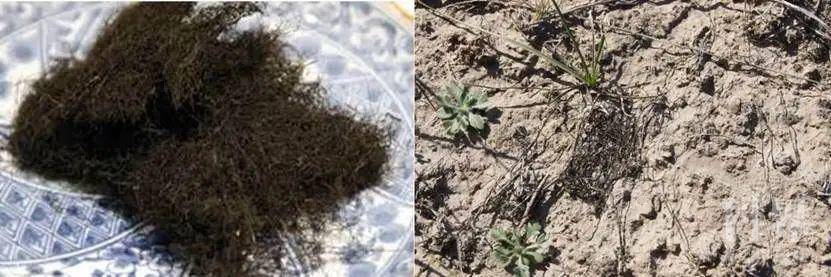 发菜(发状念珠藻,nostoc flagelliforme)形态及生长环境(图片来源光 