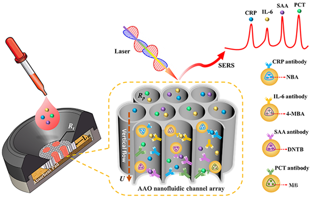 assay)中的硝酸纤维素膜,利用aao的纳流体通道与sers纳米标签相结合