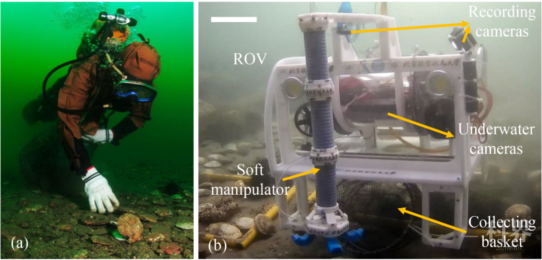 北航與中科院研究團隊海珍品捕撈軟體機器人