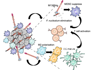 武汉大学张先正课题组在生物医用材料领域取得一系列新进展