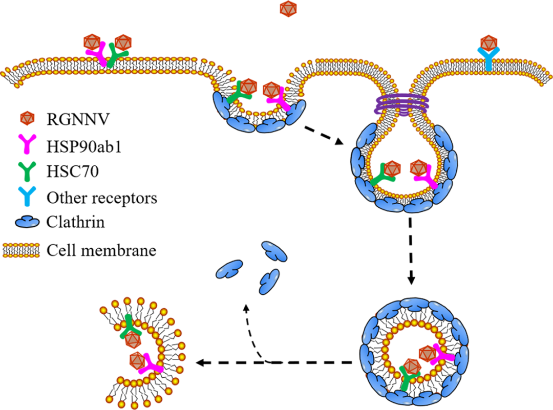 关于揭示鱼类神经坏死病毒(nnv)致病新机制的研究