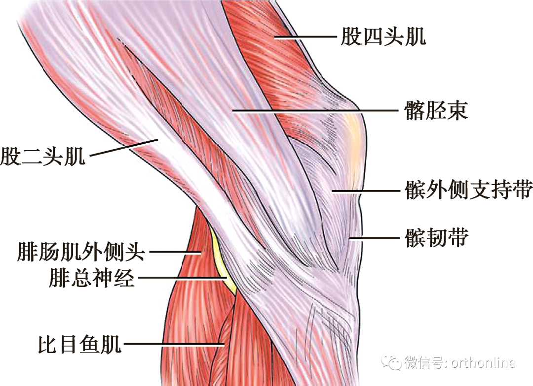 超全丨膝关节解剖基础