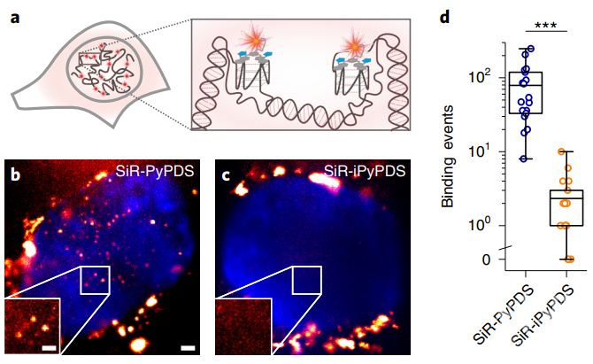 首次在人活细胞中追踪到dna的四重螺旋结构的形成