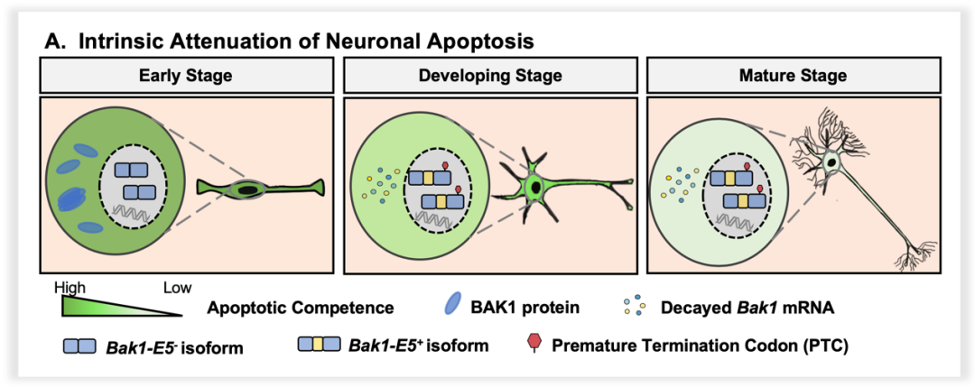 neuron:革新了我们对神经元抗凋亡机制的认识