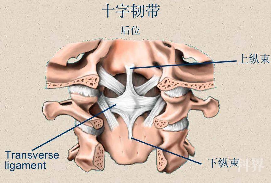 椎管及內容物1)椎管:由椎骨的椎孔,骶骨的骶管和椎骨之間的骨連接共同