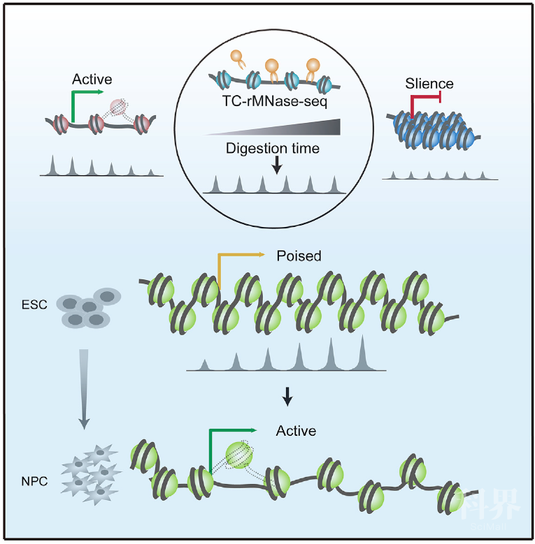 图示:通过鉴定局部染色质状态预测基因转录潜能的模型