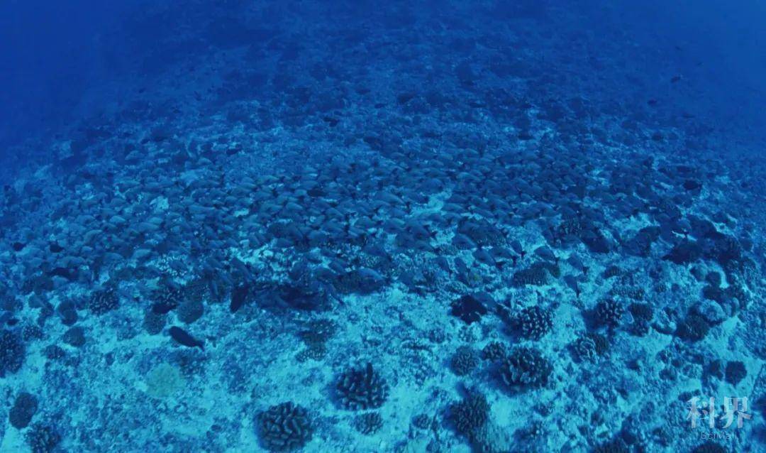 最新发现深海沉积物中有存活1015亿年的好氧微生物