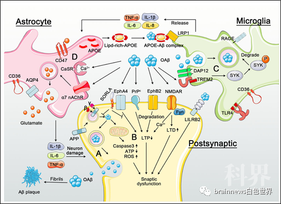 表現為小膠質細胞(microglia)和星形膠質細胞(astrocyte)的增殖和激活