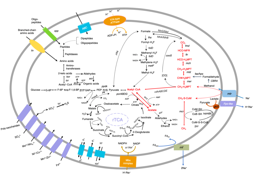 通过宏基因组学分析重建anme-2a代谢途径.