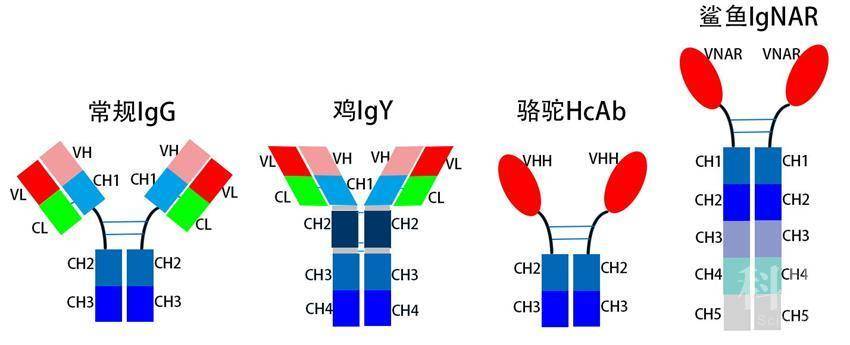 動物體內的另類抗體