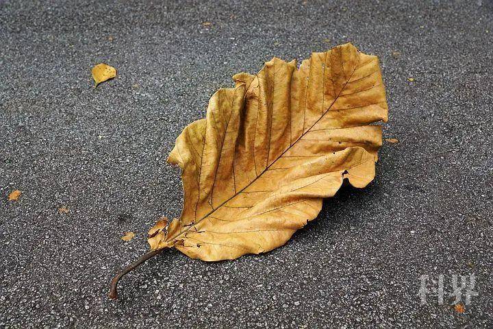 wt_a82302020082150358_e11f21.jpg