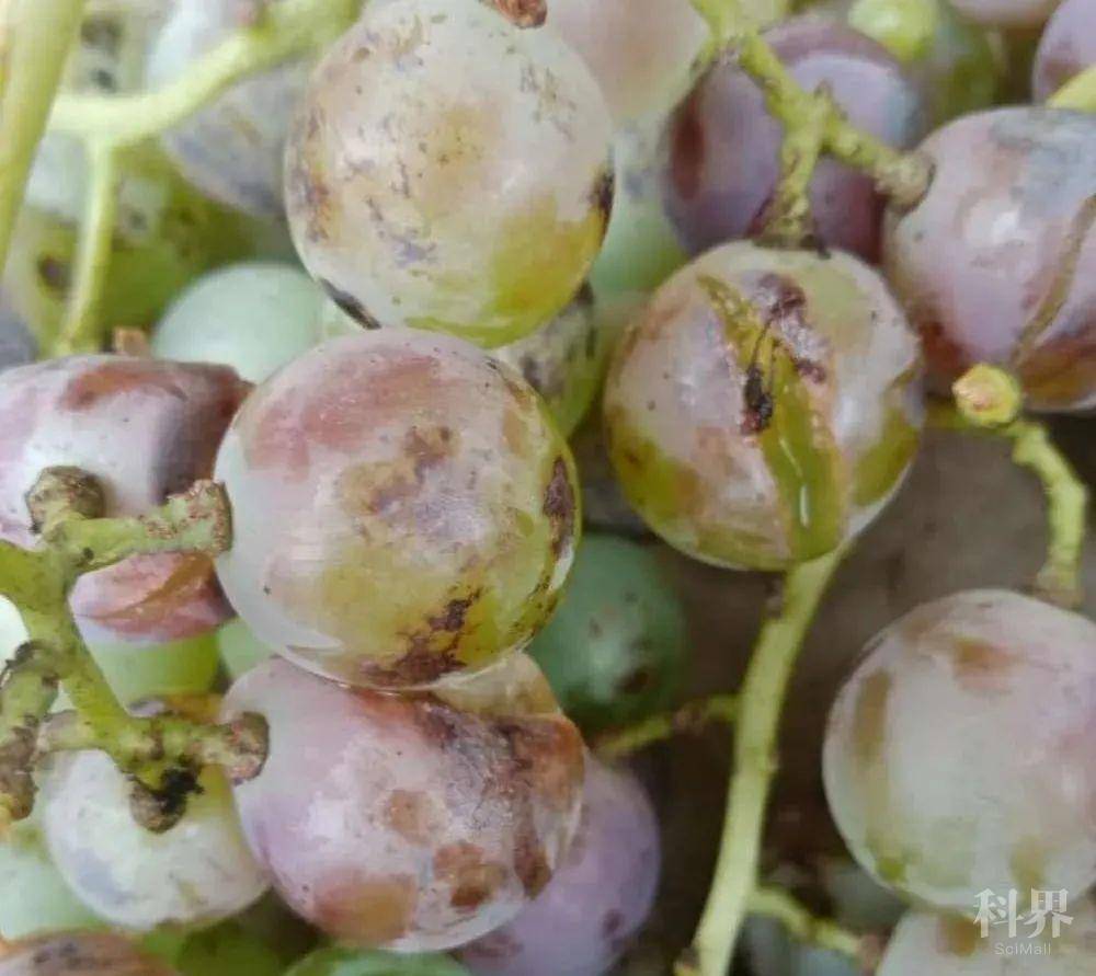 葡萄烂果高峰期!提前做好保护预防!