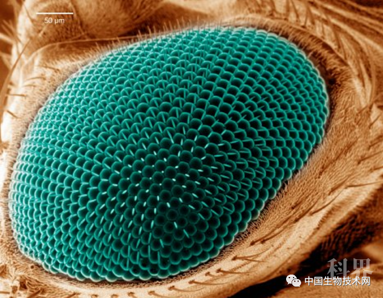 耶鲁科学家在复眼中发现惊人线索