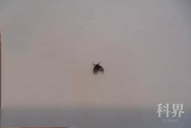 科普君 家里莫名出现的小飞虫 到底是什么 危害大吗 学会这几招 驱虫安全 效果还好 学术资讯 科界