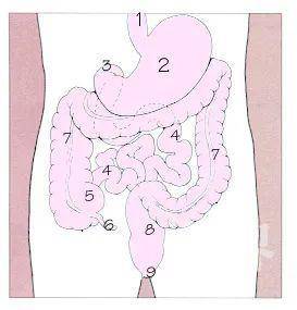 食道 2.胃 3.十二指腸 4.小腸 5.盲腸 6.闌尾 7.大腸 8.直腸 9.