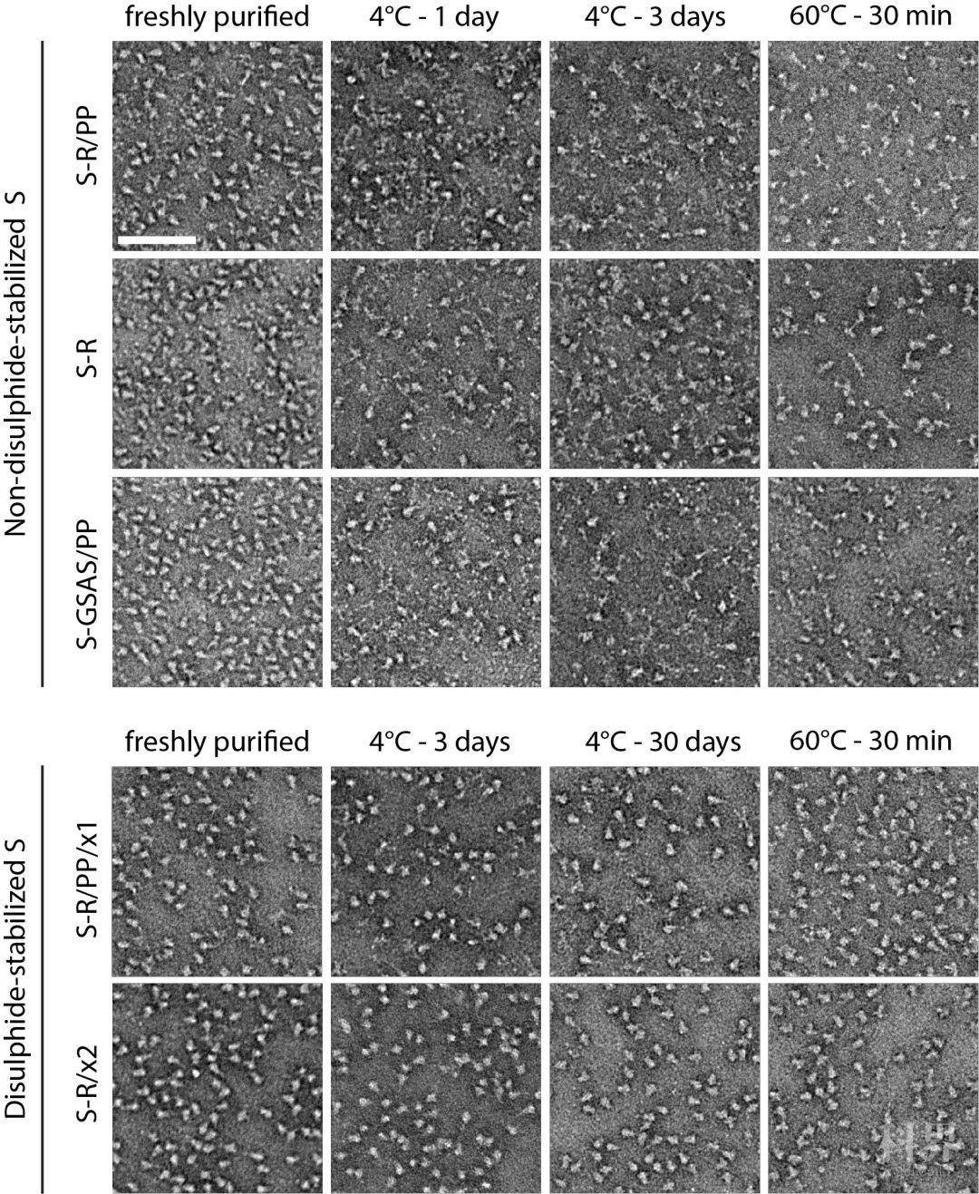 科技资讯 具有热稳定性的新冠病毒刺突蛋白s三聚体通过电镜观察负染的
