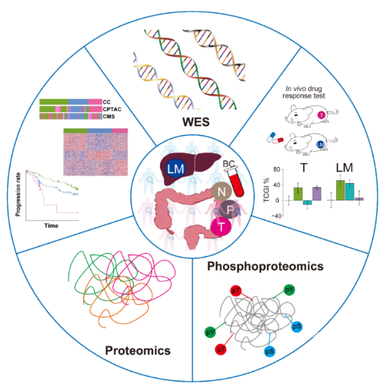 曾嵘等合作绘制首个中国人结直肠癌及转移相关多组学