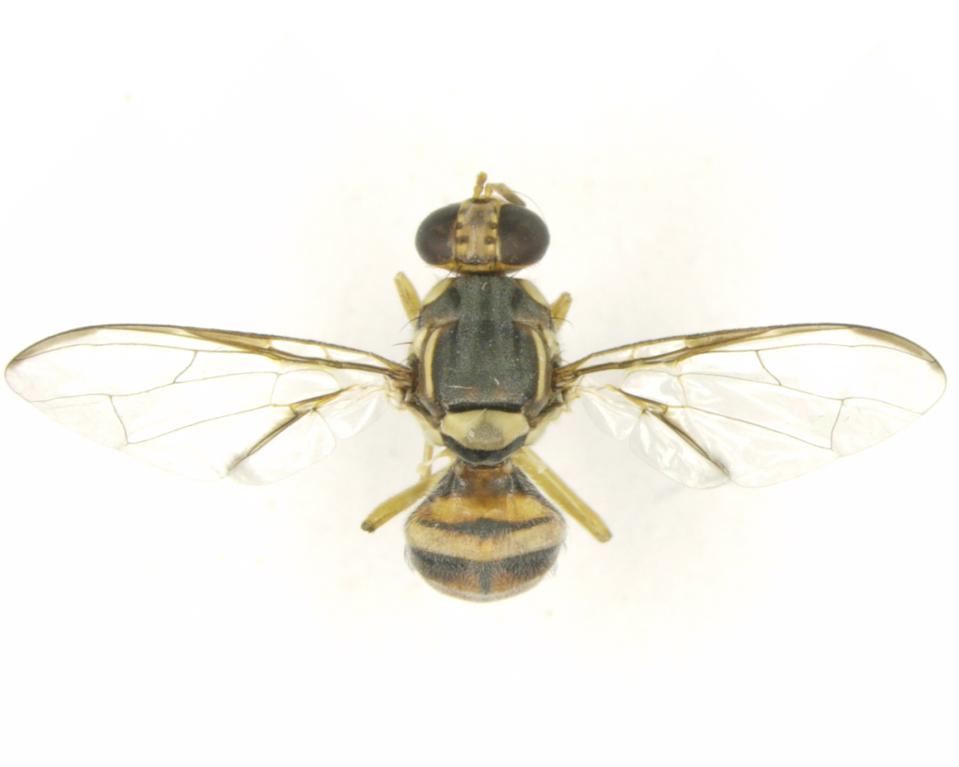 云南省林科院研究团队在桔小实蝇飞行分子机制方面取得新进展