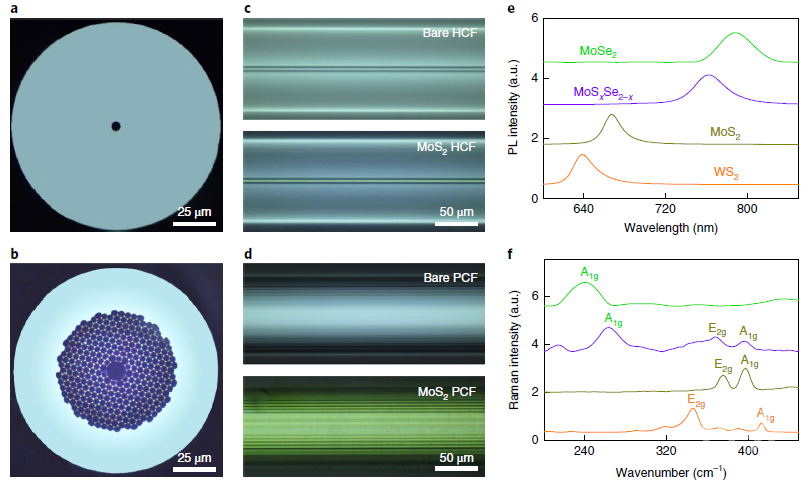 蛣2不同結構與材料種類的二維材料嵌入式光纖