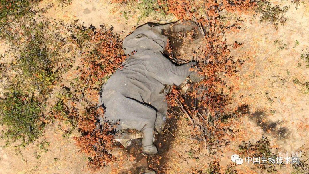 杀死几百头大象的,竟然是微小的"蓝藻神经毒素"