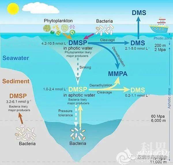 nature子刊發表中國海洋大學張曉華教授團隊深淵微生物dmsp研究重要