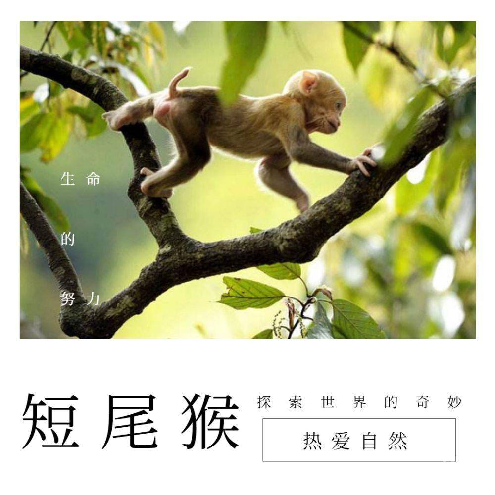 短尾猴