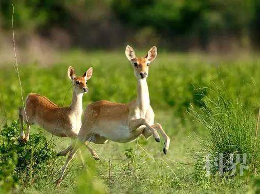 坡鹿学术资讯 科技工作者之家