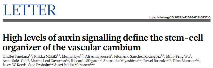 Nature经典 植物维管形成层的干细胞组织者被发现 由高水平生长素决定学术资讯 科技工作者之家